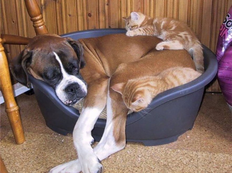 Mi pare di aver visto un cuscino. Oops, è un rottweiler: i pisolini dei gatti