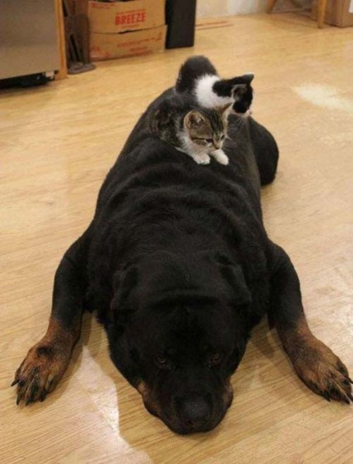 Mi pare di aver visto un cuscino. Oops, è un rottweiler: i pisolini dei gatti