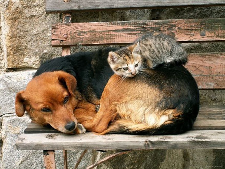 Mi pare di aver visto un cuscino. Oops, è un rottweiler: i pisolini dei gatti