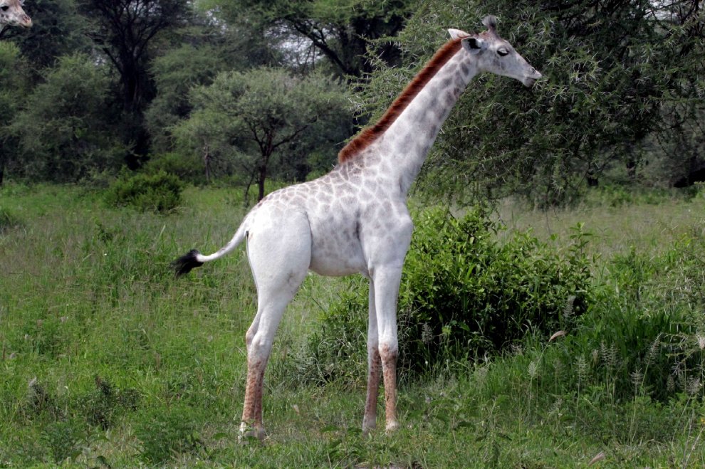 Tanzania, la giraffa bianca che insegna la tolleranza all'uomo