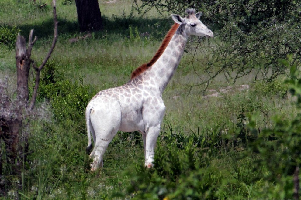 Tanzania, la giraffa bianca che insegna la tolleranza all'uomo