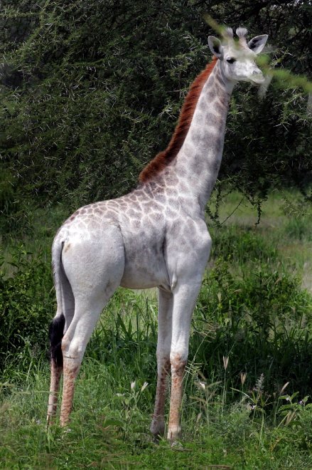Tanzania, la giraffa bianca che insegna la tolleranza all'uomo