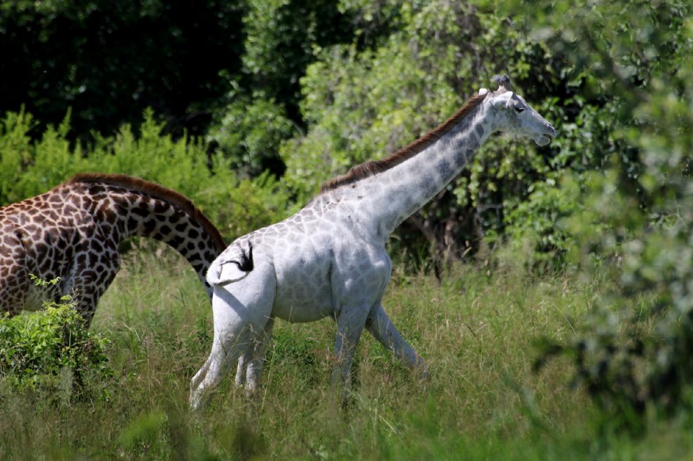 Tanzania, la giraffa bianca che insegna la tolleranza all'uomo