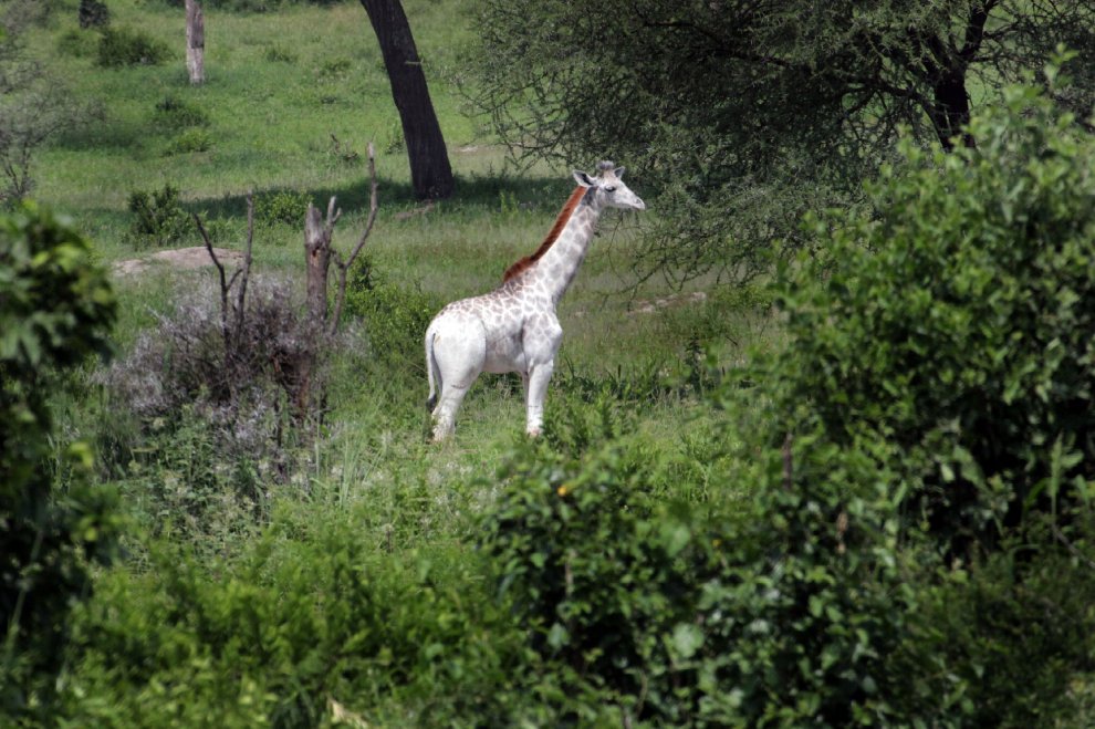 Tanzania, la giraffa bianca che insegna la tolleranza all'uomo