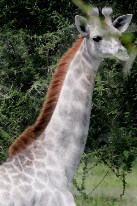 Tanzania, la giraffa bianca che insegna la tolleranza all'uomo