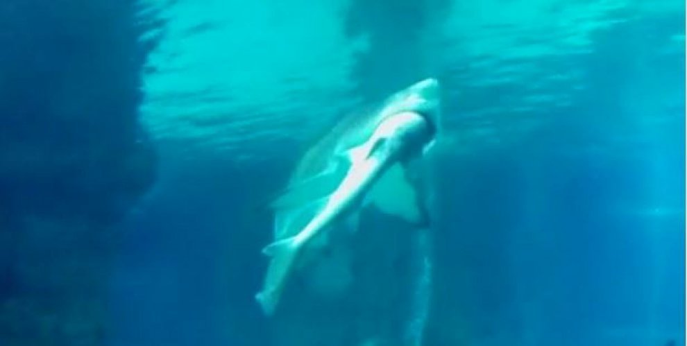 Seul, squalo mangia squalo: l'attacco in un acquario