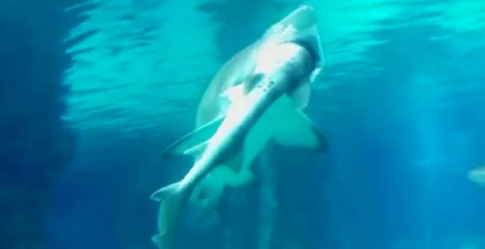 Seul, squalo mangia squalo: l'attacco in un acquario