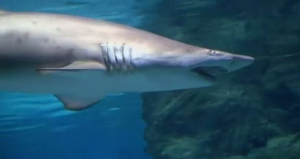 Seul, squalo mangia squalo: l'attacco in un acquario