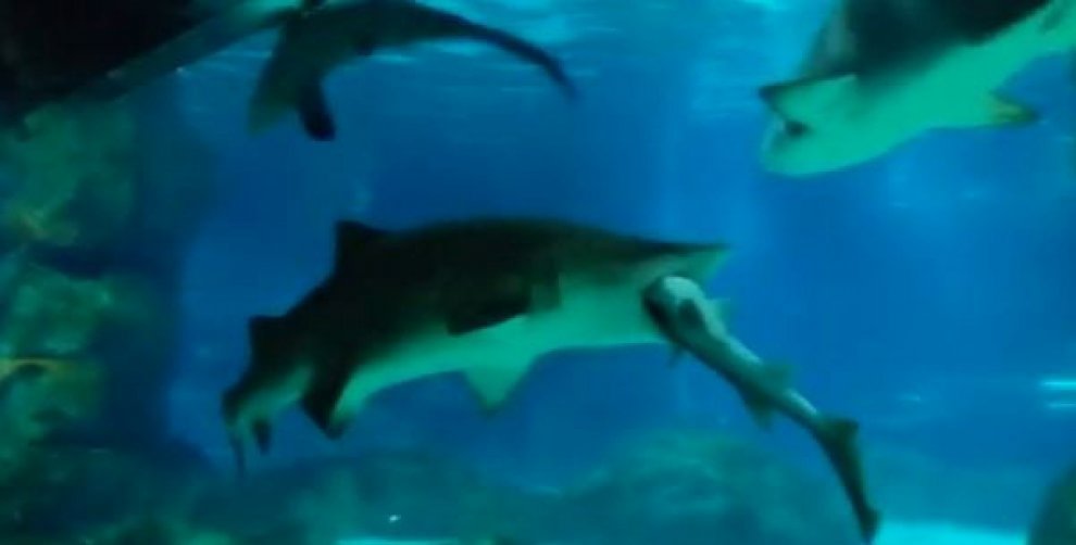 Seul, squalo mangia squalo: l'attacco in un acquario