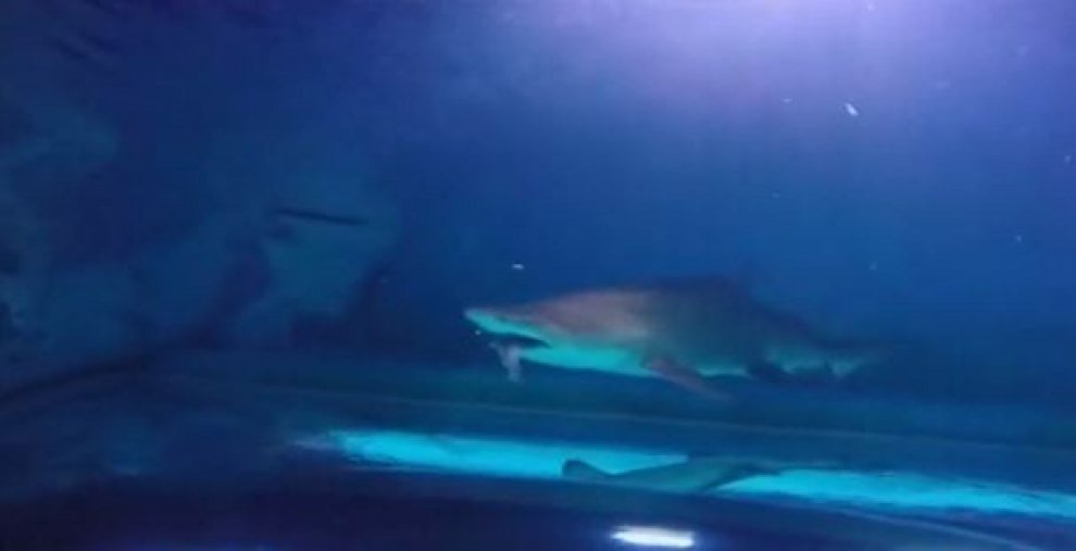 Seul, squalo mangia squalo: l'attacco in un acquario