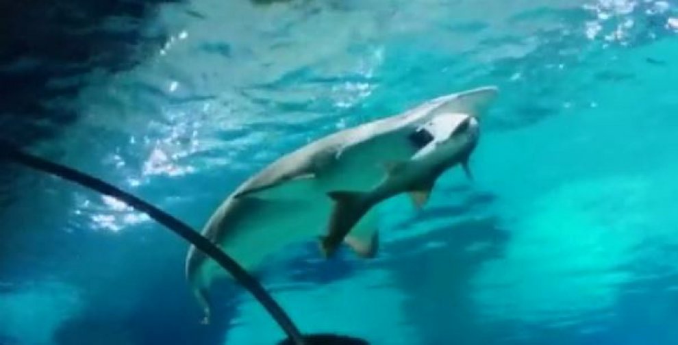 Seul, squalo mangia squalo: l'attacco in un acquario