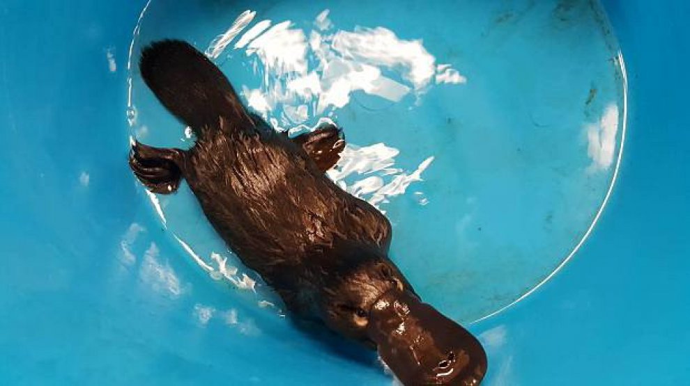 Australia: Percy, l'ornitorinco salvato dal canale di scolo