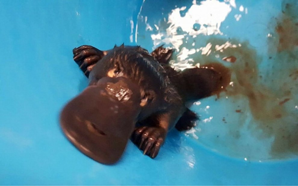 Australia: Percy, l'ornitorinco salvato dal canale di scolo