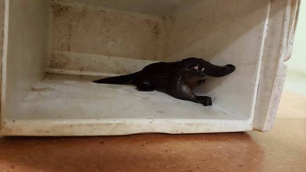 Australia: Percy, l'ornitorinco salvato dal canale di scolo