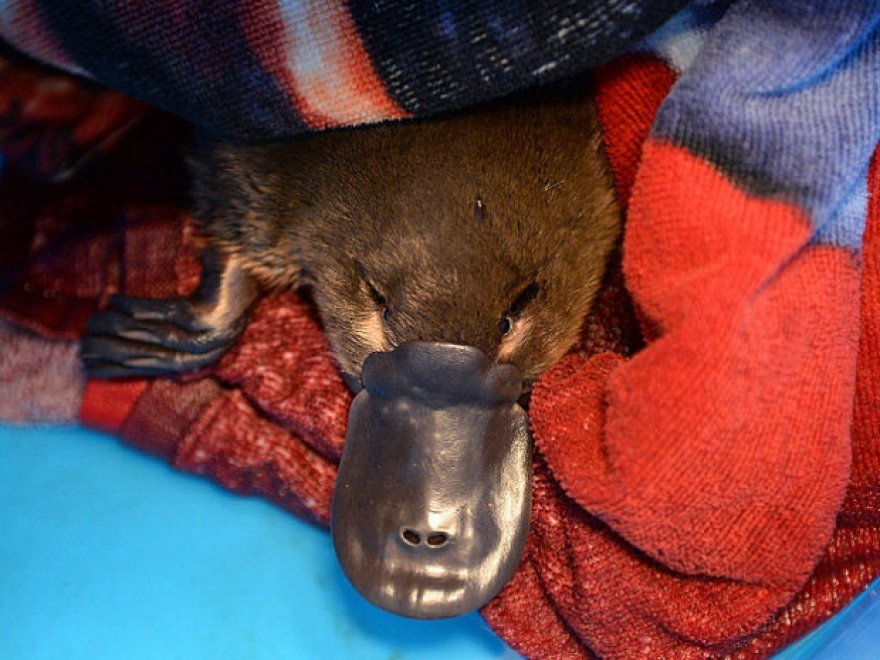 Australia: Percy, l'ornitorinco salvato dal canale di scolo