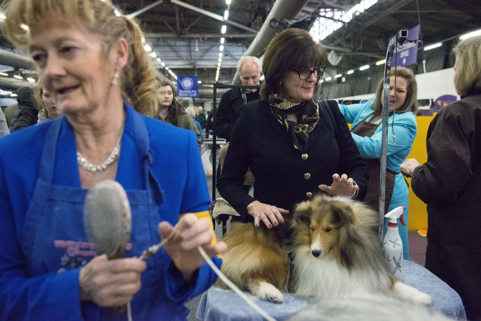 New York, Kennel Show 2016: iniziata la più grande competizione di cani al mondo 
