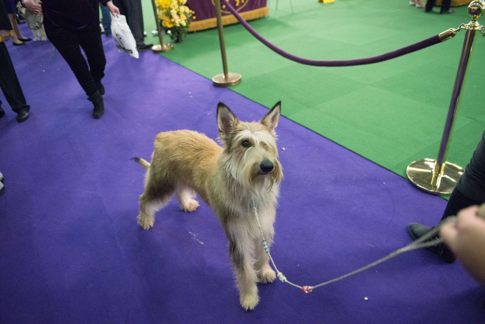 New York, Kennel Show 2016: iniziata la più grande competizione di cani al mondo 