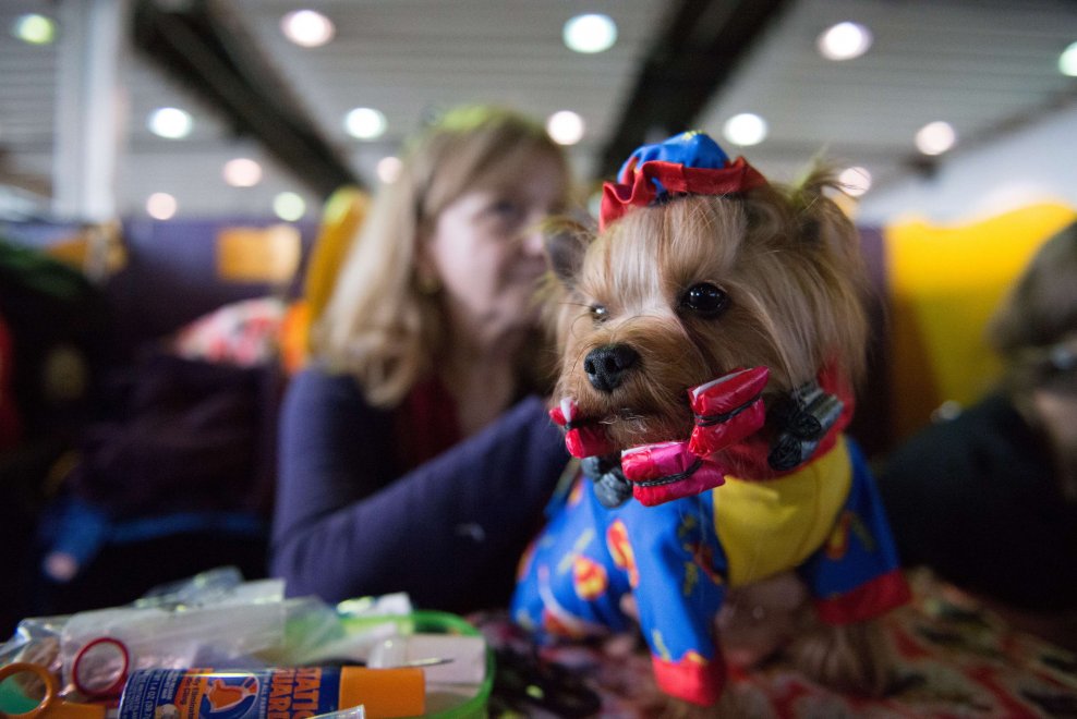 New York, Kennel Show 2016: iniziata la più grande competizione di cani al mondo 