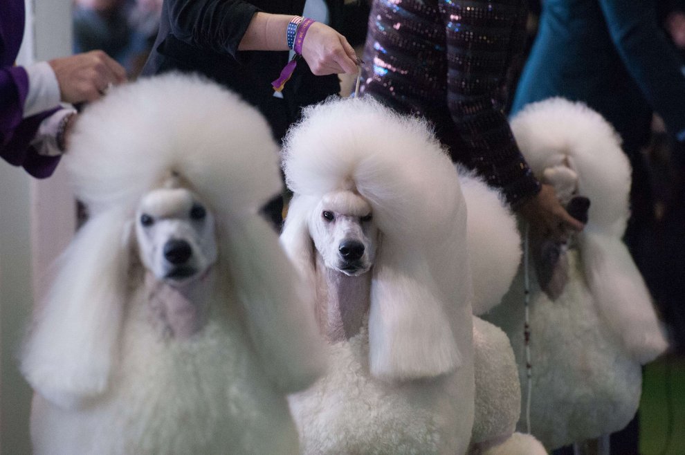 New York, Kennel Show 2016: iniziata la più grande competizione di cani al mondo 