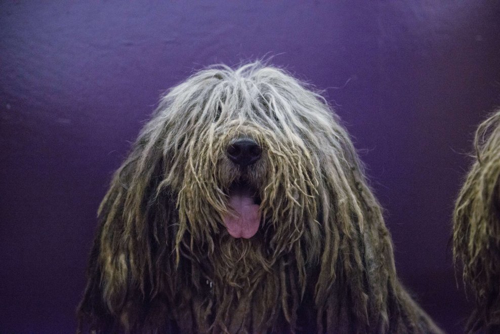 New York, Kennel Show 2016: iniziata la più grande competizione di cani al mondo 