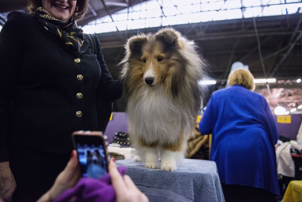 New York, Kennel Show 2016: iniziata la più grande competizione di cani al mondo 