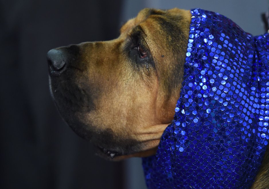 New York, Kennel Show 2016: iniziata la più grande competizione di cani al mondo 