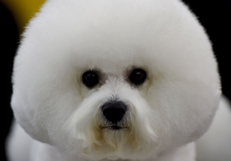 New York, Kennel Show 2016: iniziata la più grande competizione di cani al mondo 