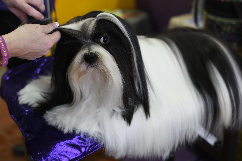 New York, Kennel Show 2016: iniziata la più grande competizione di cani al mondo 