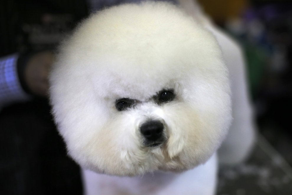 New York, Kennel Show 2016: iniziata la più grande competizione di cani al mondo 