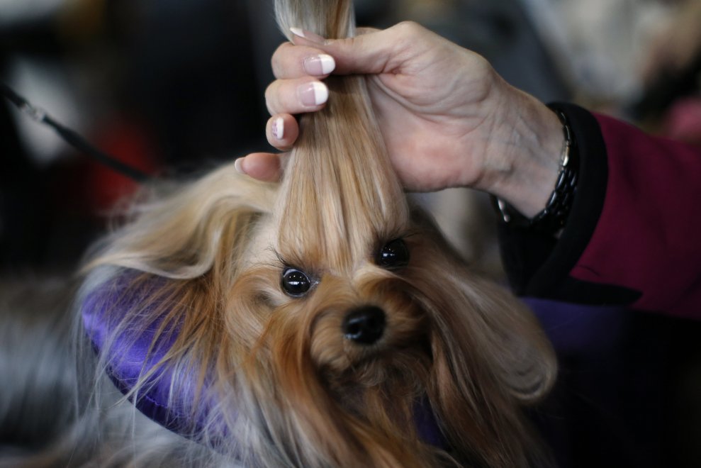 New York, Kennel Show 2016: iniziata la più grande competizione di cani al mondo 