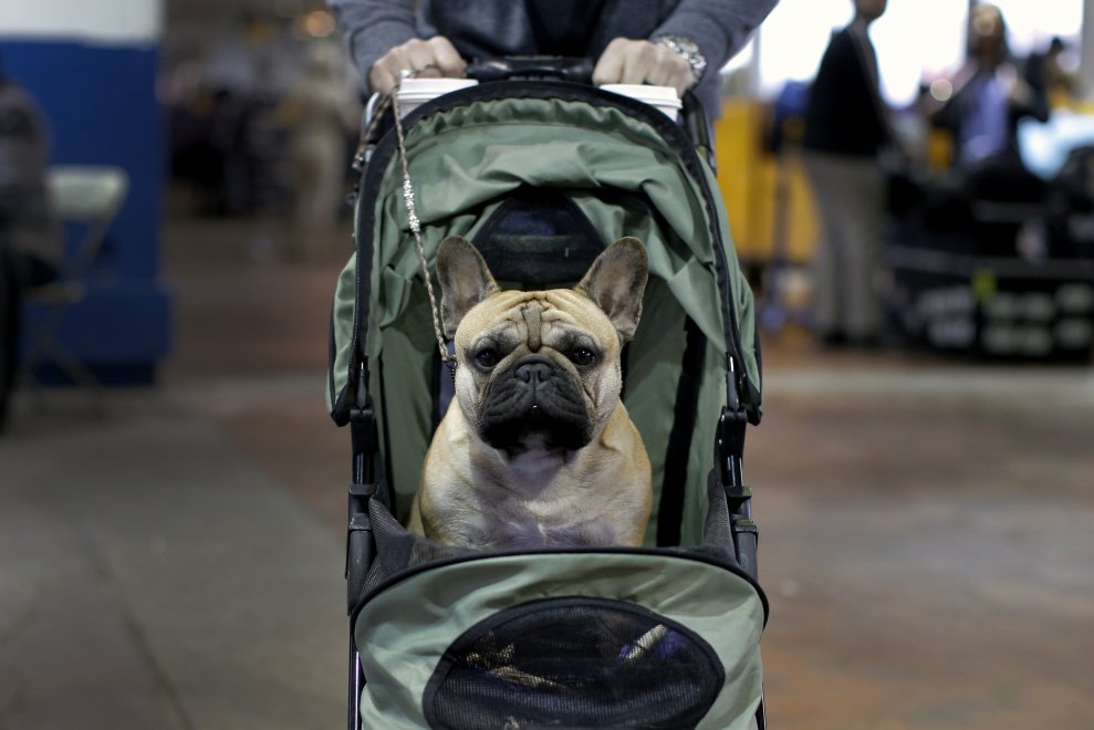 New York, Kennel Show 2016: iniziata la più grande competizione di cani al mondo 