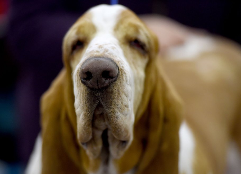 New York, Kennel Show 2016: iniziata la più grande competizione di cani al mondo 