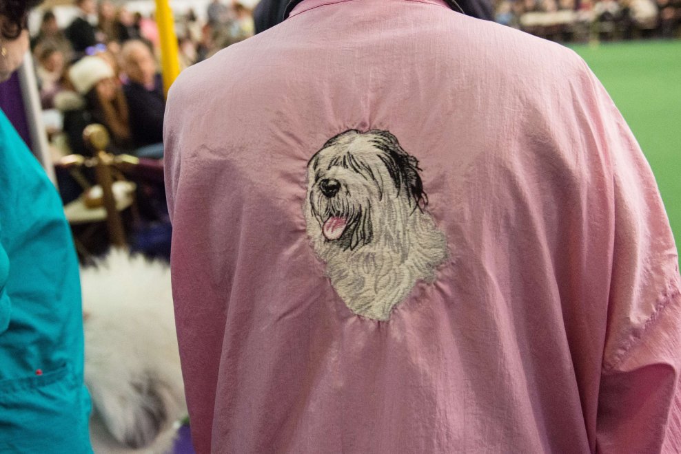 New York, Kennel Show 2016: iniziata la più grande competizione di cani al mondo 