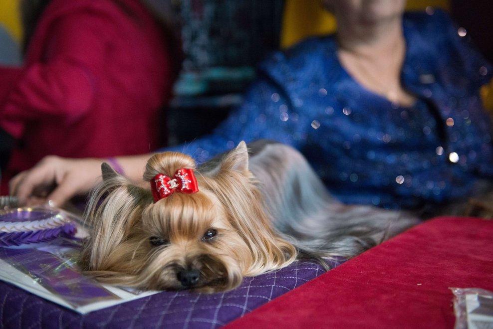 New York, Kennel Show 2016: iniziata la più grande competizione di cani al mondo 