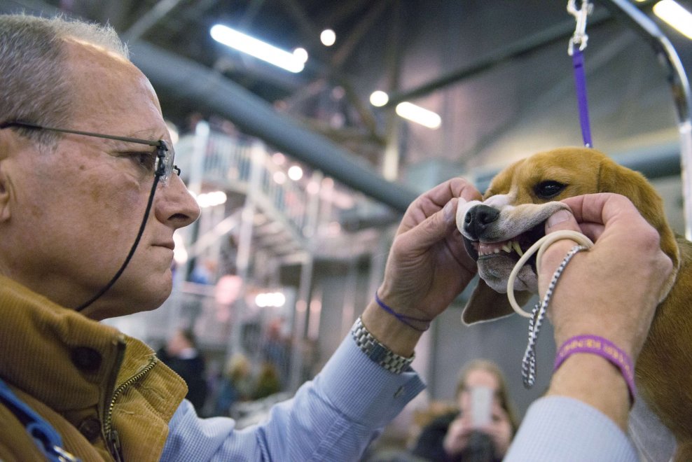 New York, Kennel Show 2016: iniziata la più grande competizione di cani al mondo 