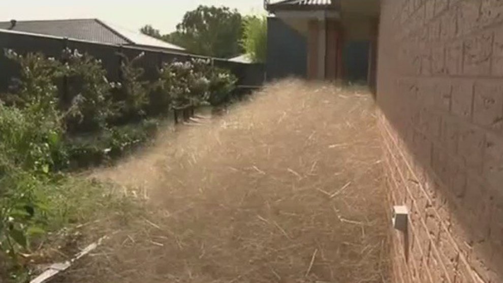 Australia, cittadina infestata da nuvole di erbaccia secca