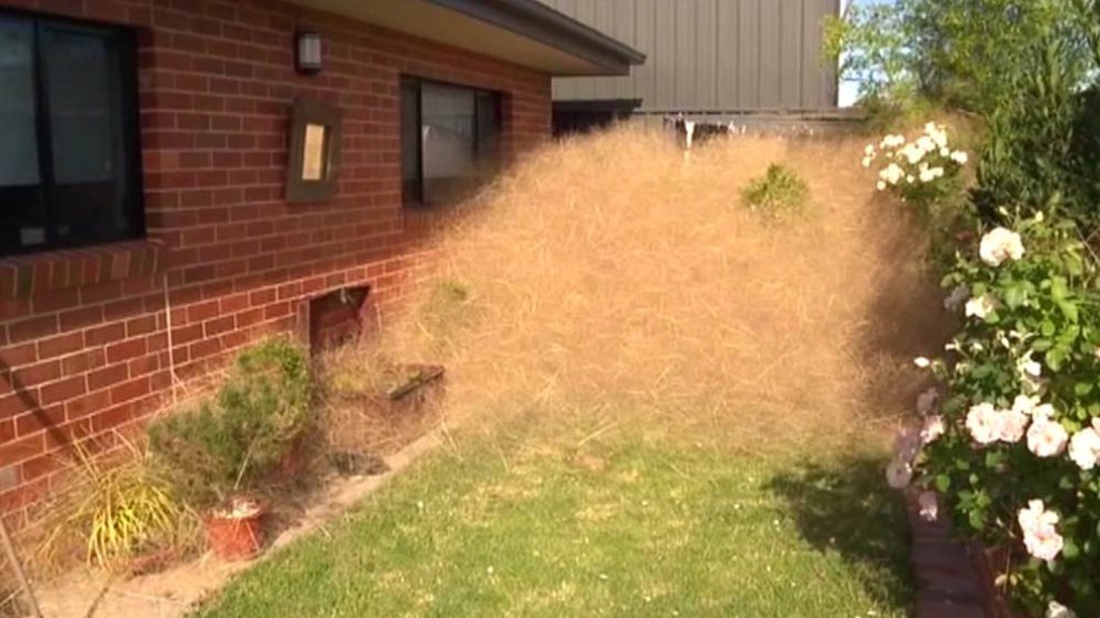 Australia, cittadina infestata da nuvole di erbaccia secca