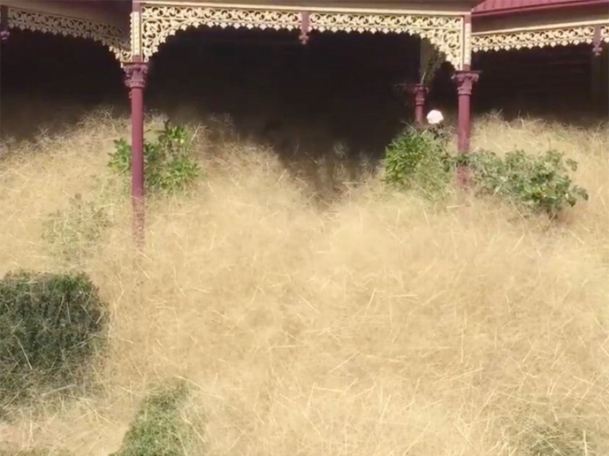Australia, cittadina infestata da nuvole di erbaccia secca