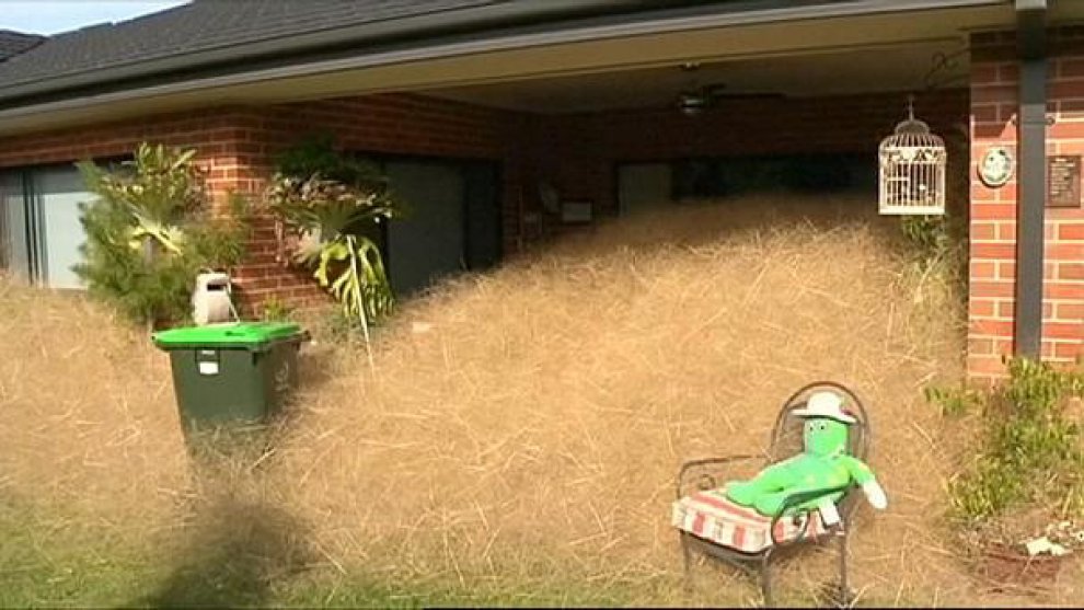 Australia, cittadina infestata da nuvole di erbaccia secca