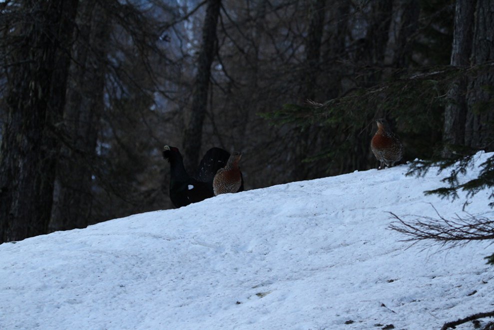 Il gallo cedrone e il suo habitat