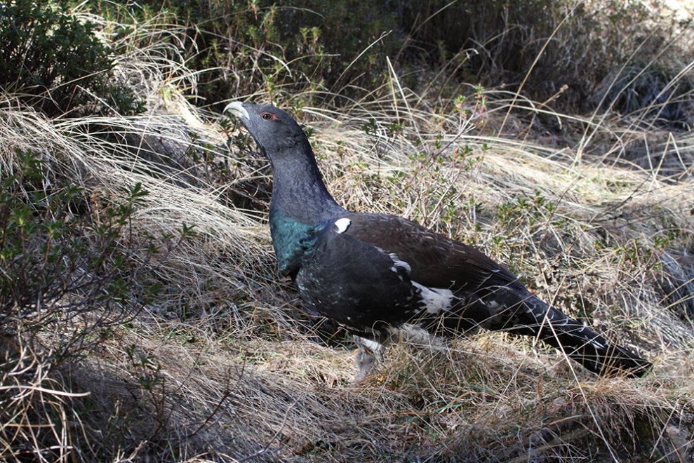 Il gallo cedrone e il suo habitat