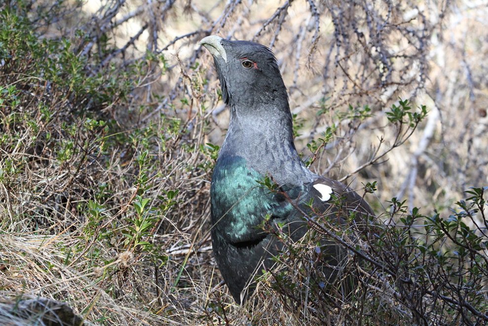 Il gallo cedrone e il suo habitat