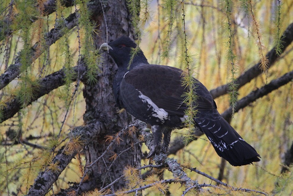 Il gallo cedrone e il suo habitat