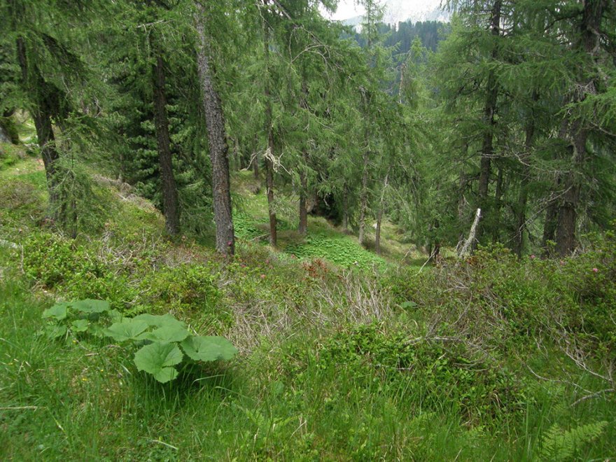 Il gallo cedrone e il suo habitat