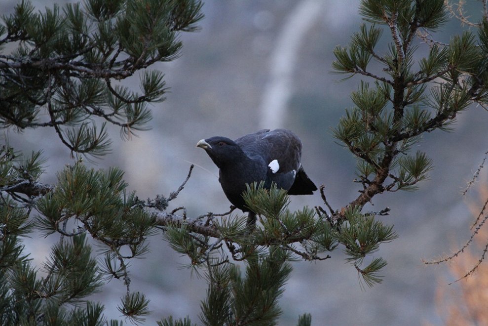 Il gallo cedrone e il suo habitat