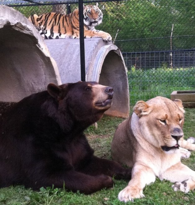 Un leone, un orso e una tigre: tre fratelli inseparabili