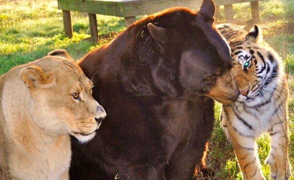 Un leone, un orso e una tigre: tre fratelli inseparabili