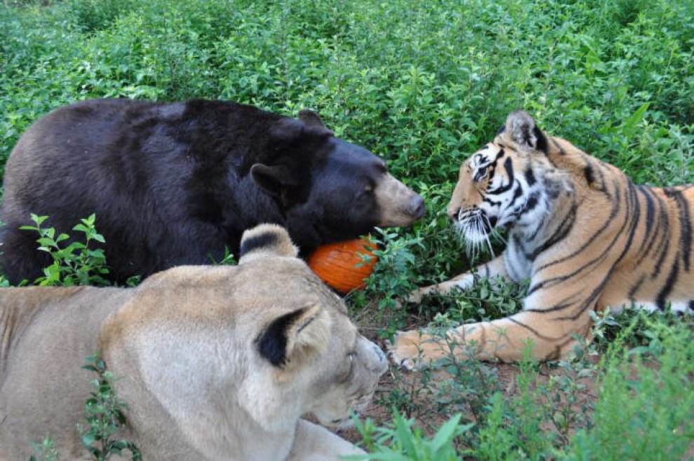 Un leone, un orso e una tigre: tre fratelli inseparabili