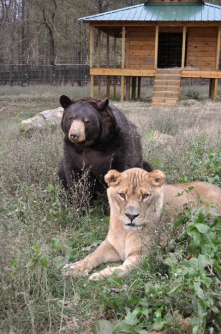Un leone, un orso e una tigre: tre fratelli inseparabili