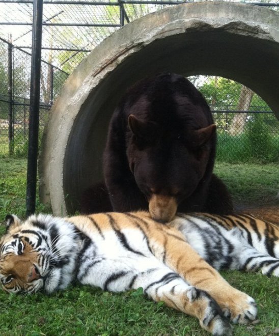 Un leone, un orso e una tigre: tre fratelli inseparabili